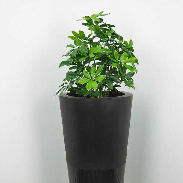 Baby Schefflera 51cm