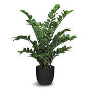 Zamioculcas 101cm