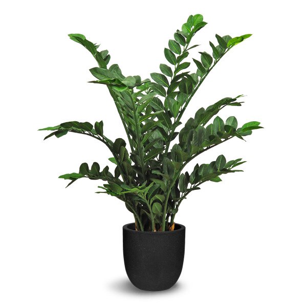 Zamioculcas 101cm
