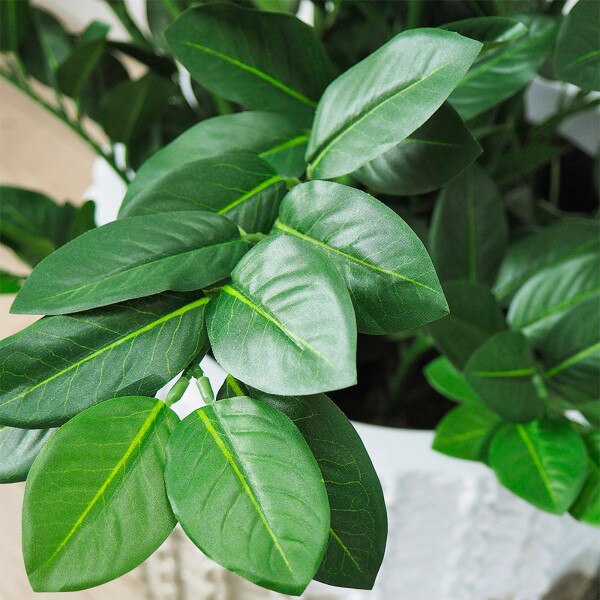Zamioculcas 101cm